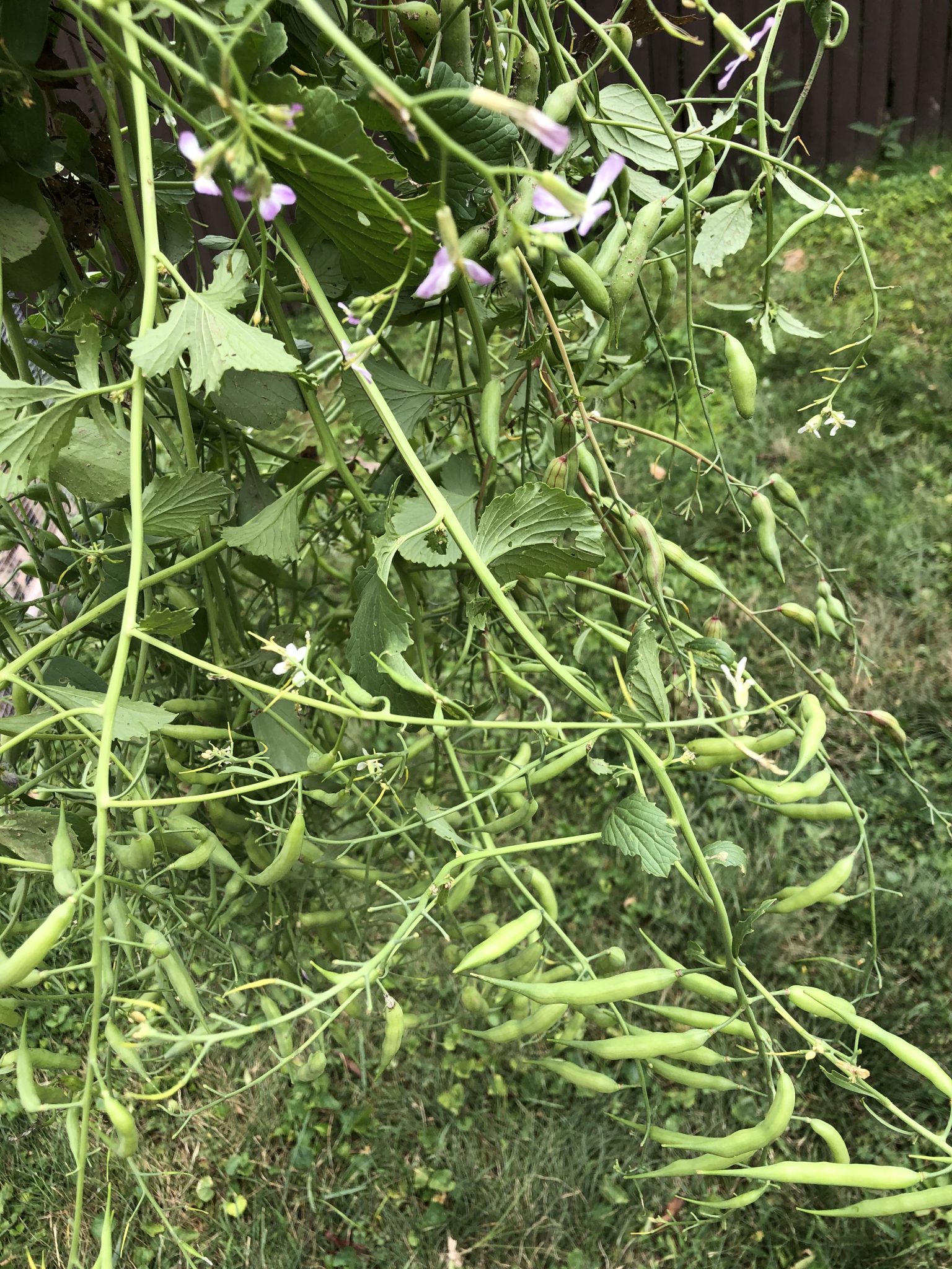 Radish pods still on the radish plants