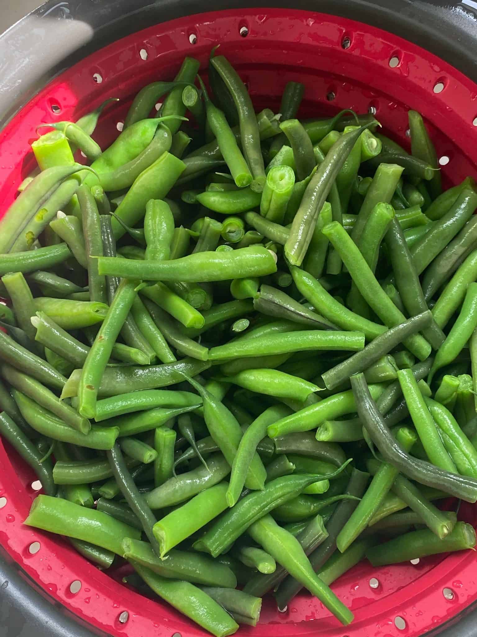 Blanched and shocked beans in a colander.