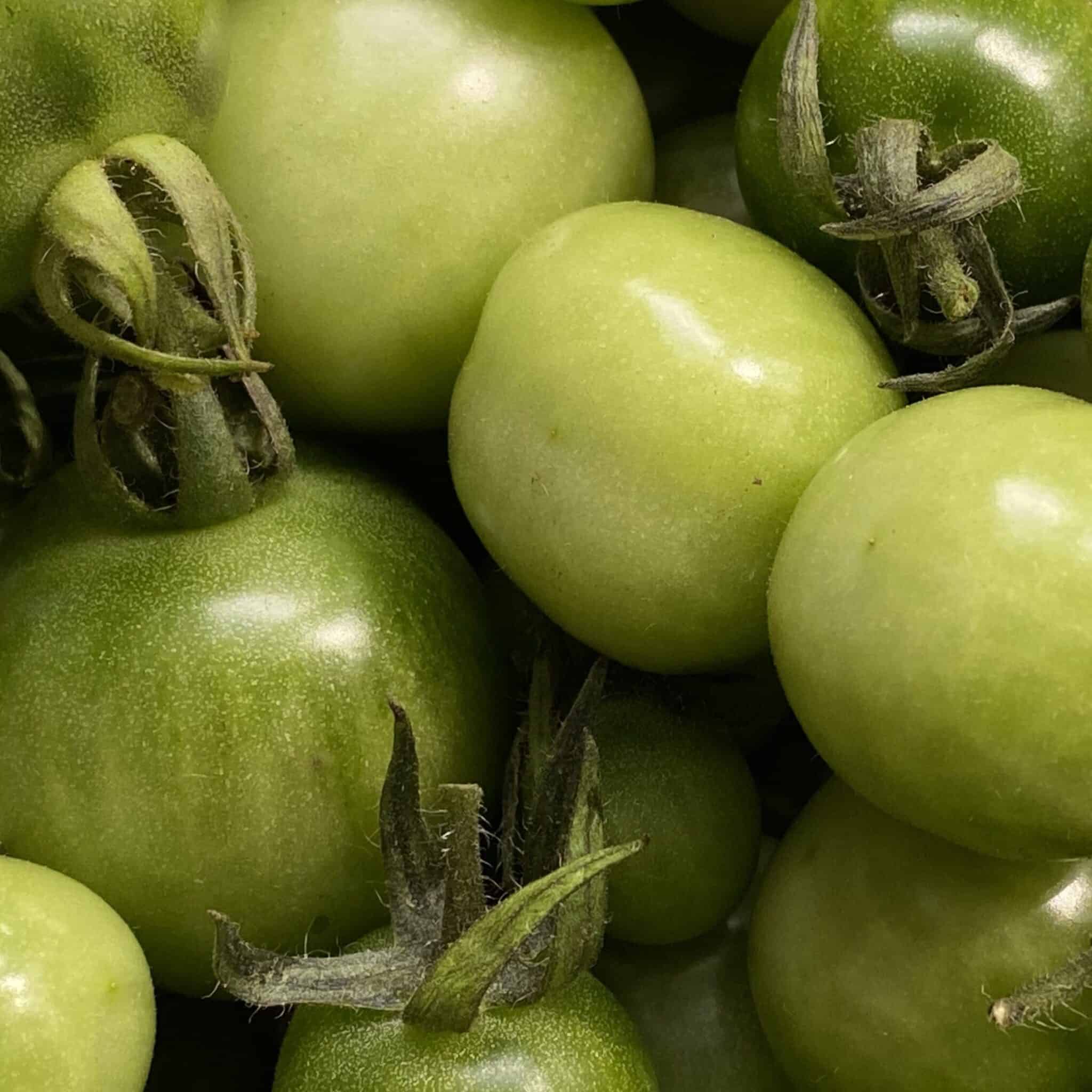 close up of green tomatoes