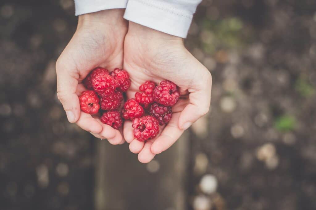 Hands holding berries in heart shape
